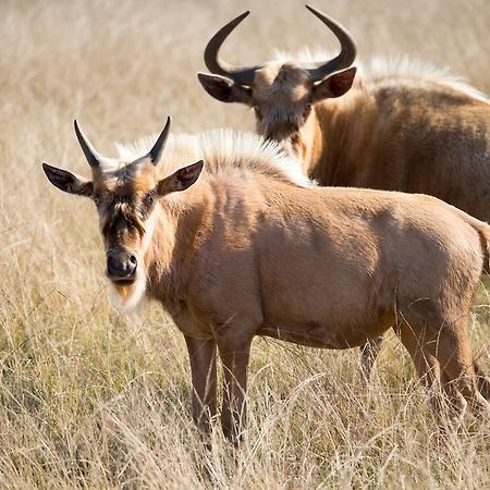 Plettenberg Bay Game Reserve: The Baroness Safari Lodge Luaran gambar