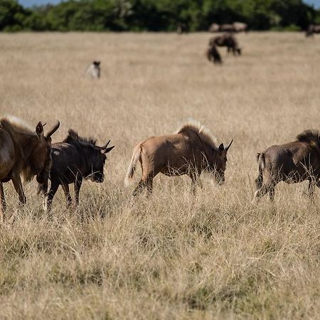 Plettenberg Bay Game Reserve: The Baroness Safari Lodge Luaran gambar