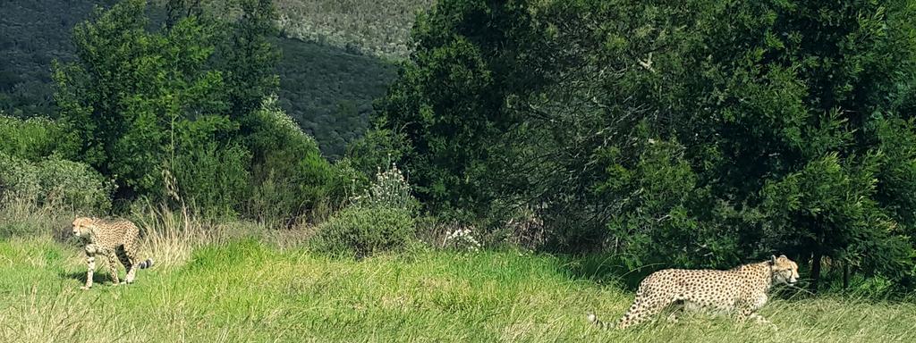Plettenberg Bay Game Reserve: The Baroness Safari Lodge Luaran gambar