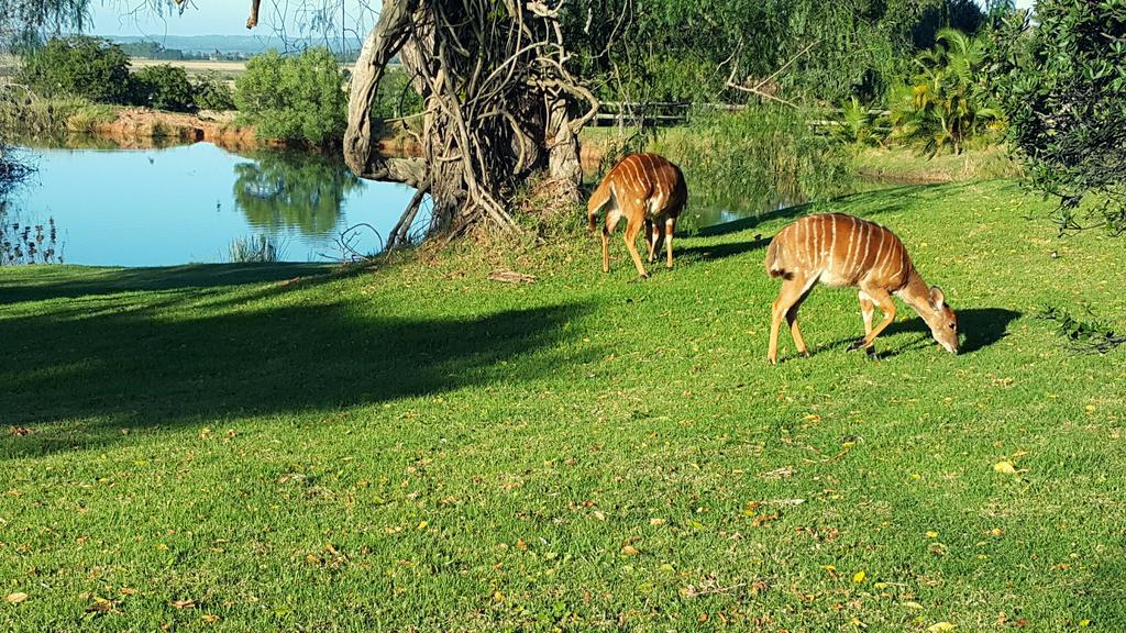 Plettenberg Bay Game Reserve: The Baroness Safari Lodge Luaran gambar