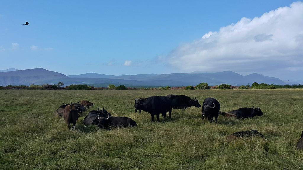 Plettenberg Bay Game Reserve: The Baroness Safari Lodge Luaran gambar