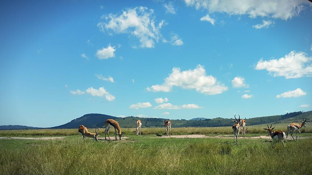 Plettenberg Bay Game Reserve: The Baroness Safari Lodge Luaran gambar