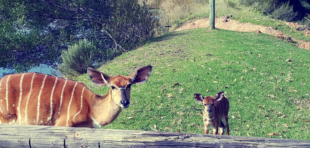 Plettenberg Bay Game Reserve: The Baroness Safari Lodge Luaran gambar
