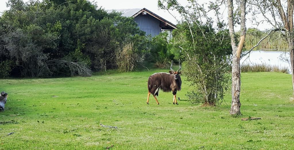 Plettenberg Bay Game Reserve: The Baroness Safari Lodge Luaran gambar