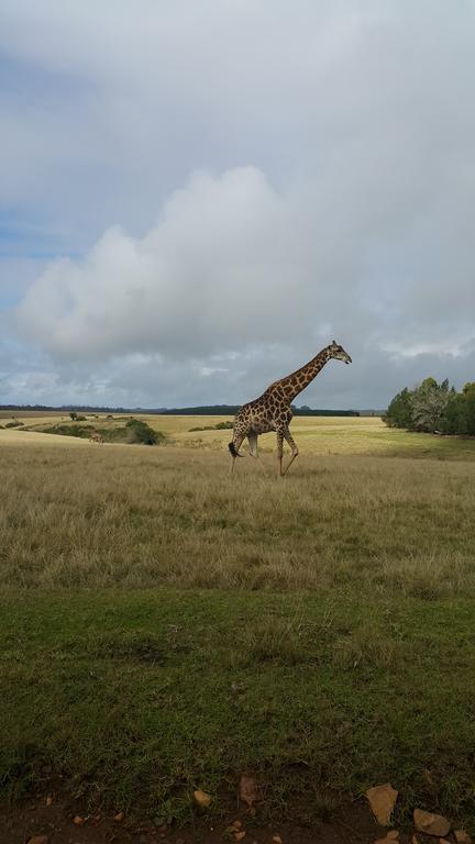 Plettenberg Bay Game Reserve: The Baroness Safari Lodge Luaran gambar