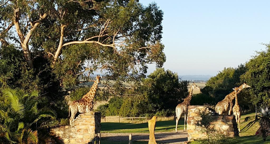Plettenberg Bay Game Reserve: The Baroness Safari Lodge Luaran gambar