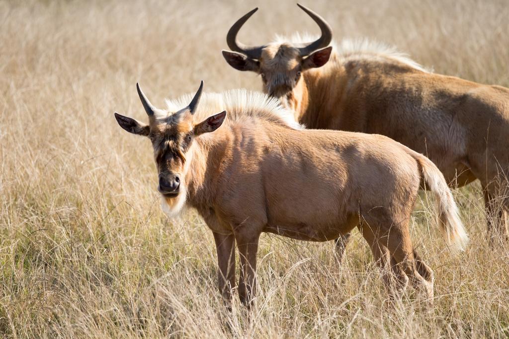 Plettenberg Bay Game Reserve: The Baroness Safari Lodge Luaran gambar