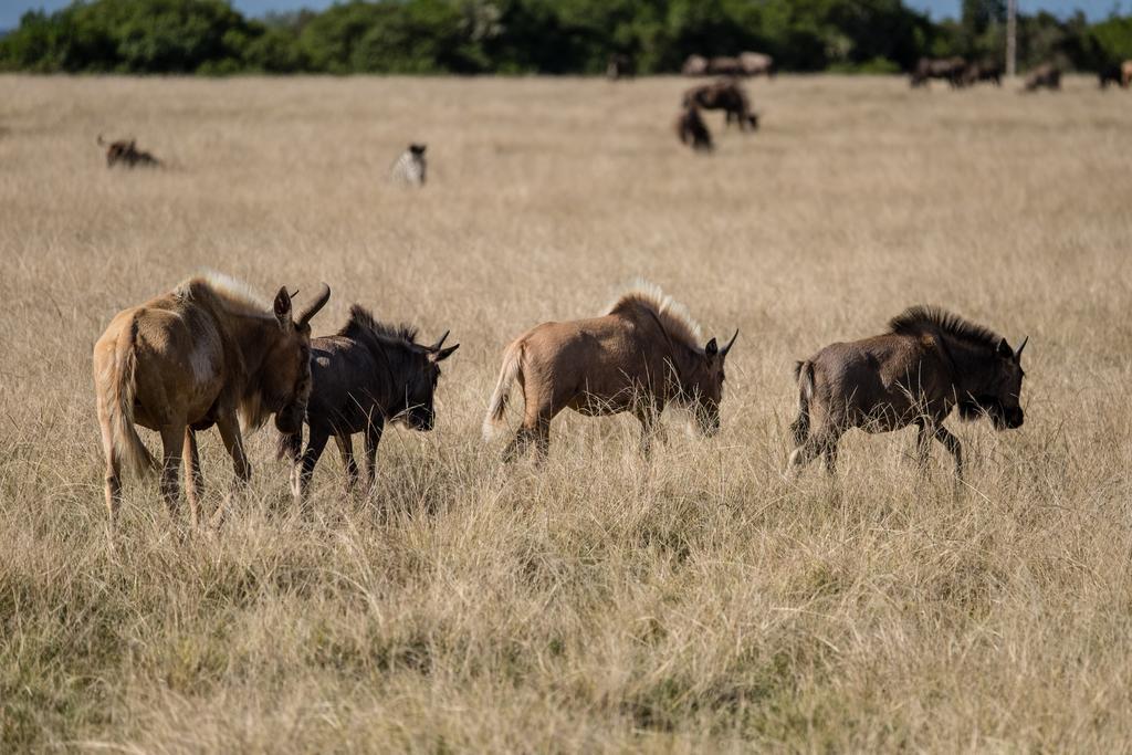 Plettenberg Bay Game Reserve: The Baroness Safari Lodge Luaran gambar