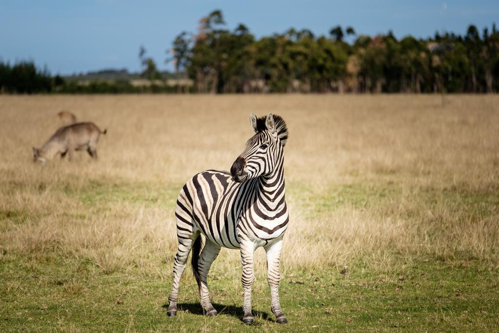 Plettenberg Bay Game Reserve: The Baroness Safari Lodge Luaran gambar