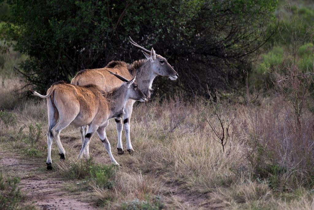 Plettenberg Bay Game Reserve: The Baroness Safari Lodge Luaran gambar
