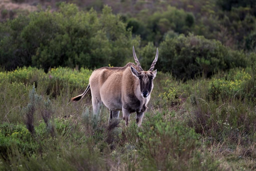 Plettenberg Bay Game Reserve: The Baroness Safari Lodge Luaran gambar