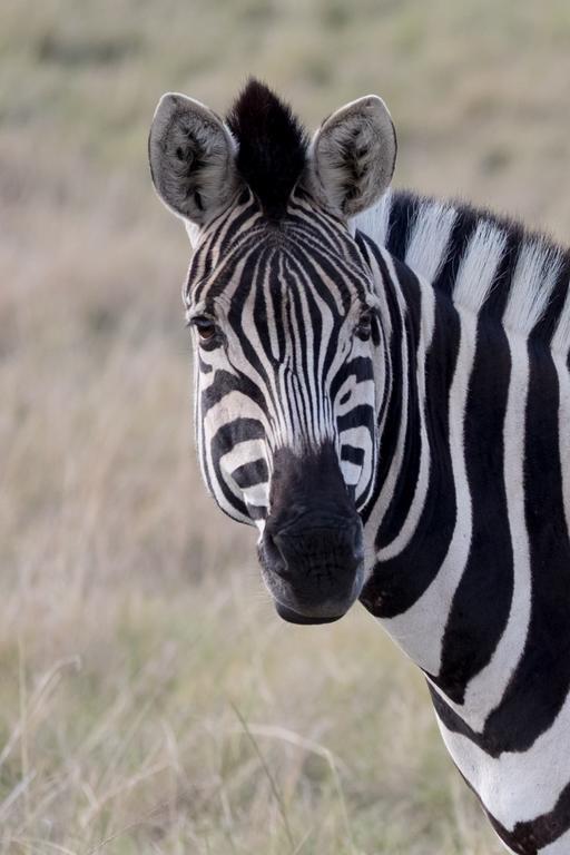 Plettenberg Bay Game Reserve: The Baroness Safari Lodge Luaran gambar