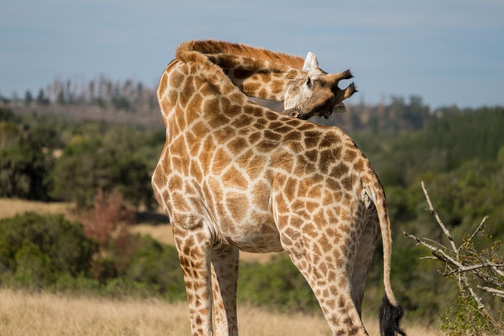 Plettenberg Bay Game Reserve: The Baroness Safari Lodge Luaran gambar