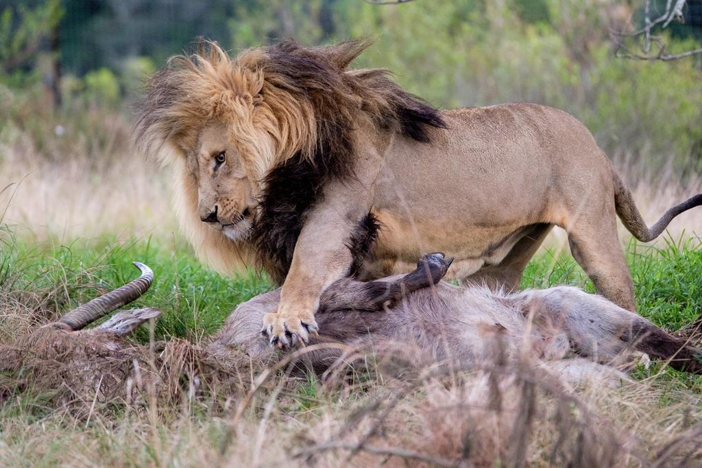 Plettenberg Bay Game Reserve: The Baroness Safari Lodge Luaran gambar