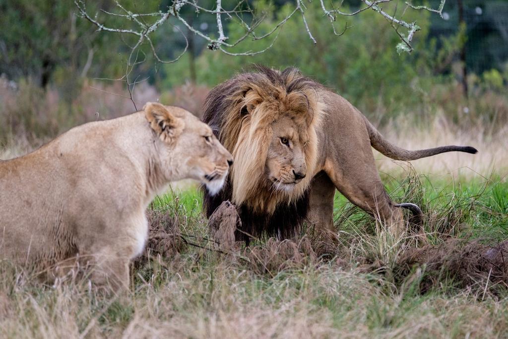 Plettenberg Bay Game Reserve: The Baroness Safari Lodge Luaran gambar