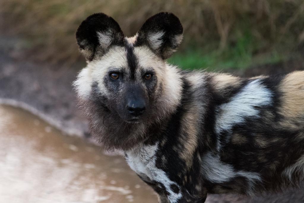 Plettenberg Bay Game Reserve: The Baroness Safari Lodge Luaran gambar