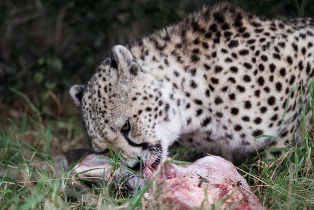 Plettenberg Bay Game Reserve: The Baroness Safari Lodge Luaran gambar