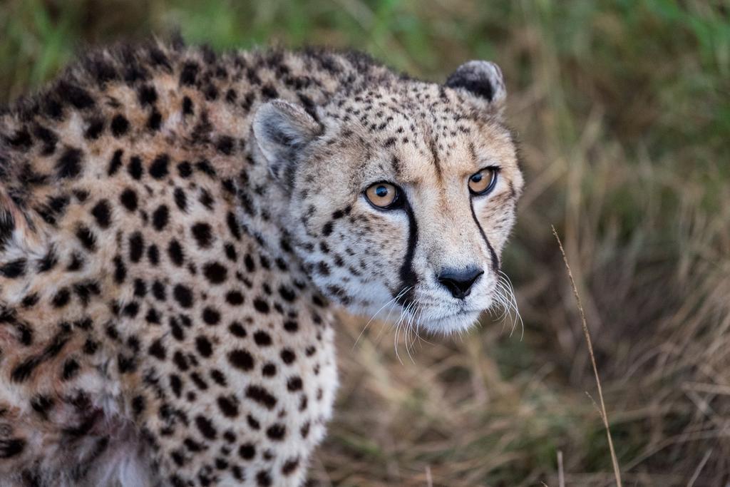 Plettenberg Bay Game Reserve: The Baroness Safari Lodge Luaran gambar