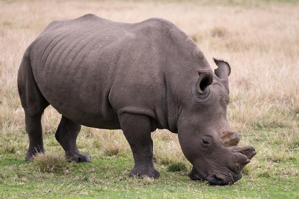 Plettenberg Bay Game Reserve: The Baroness Safari Lodge Luaran gambar