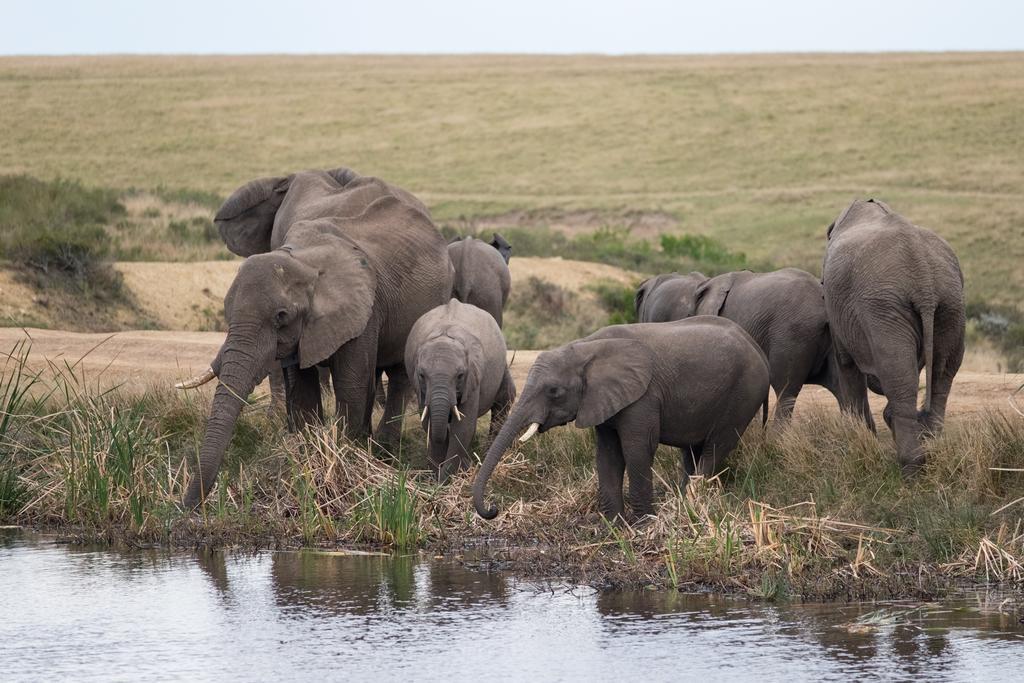 Plettenberg Bay Game Reserve: The Baroness Safari Lodge Luaran gambar