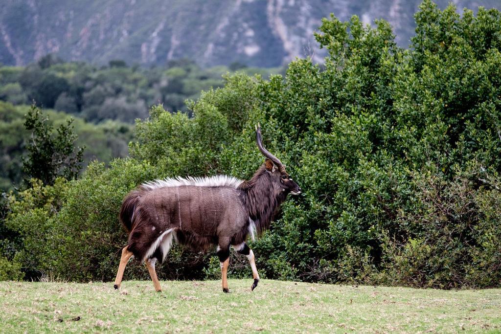 Plettenberg Bay Game Reserve: The Baroness Safari Lodge Luaran gambar